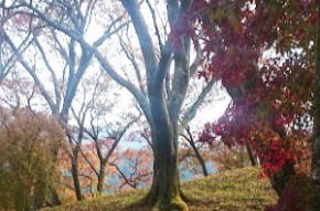 奈良県御杖村　丸山公園 紅葉